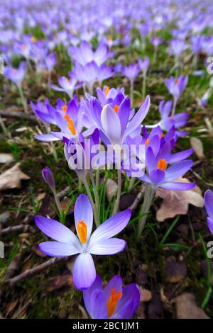 Lila Krokus blüht auf der Wiese Stockfoto