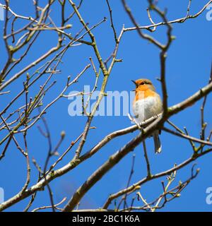 Rotkehlchen (Erithacus Rubecula) Stockfoto