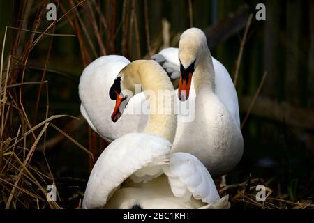 Edinburgh Wildlife Mute Swans Nisting im Inverleith Park Stockfoto