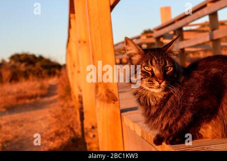 Wilde Katze in Ponta da Piedade (Lagos) während der goldenen Stunde entdeckt Stockfoto