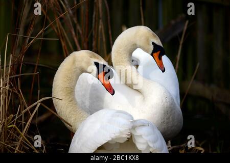 Edinburgh Wildlife Mute Swans Nisting im Inverleith Park Stockfoto