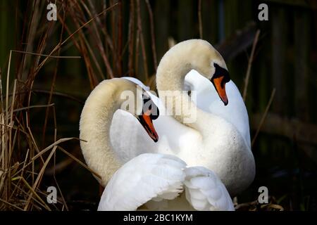 Edinburgh Wildlife Mute Swans Nisting im Inverleith Park Stockfoto