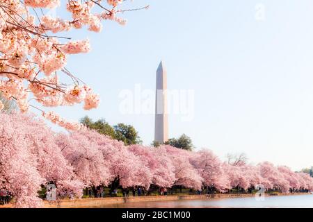 Washington DC - 3. April 2019: Kirschblütenfest mit Washingtoner Denkmal rund um das Gezeitenbecken Stockfoto