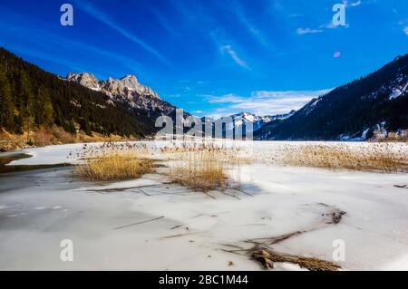 Österreich, Tirol, Schilf wächst am Ufer des gefrorenen Haldensees Stockfoto