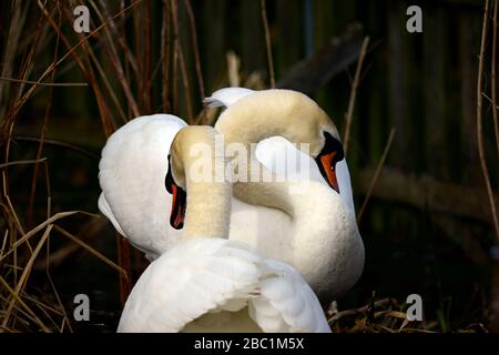 Edinburgh Wildlife Mute Swans Nisting im Inverleith Park Stockfoto