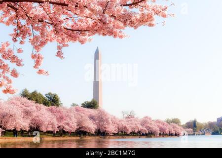 Washington DC - 3. April 2019: Kirschblütenfest mit Washingtoner Denkmal rund um das Gezeitenbecken Stockfoto