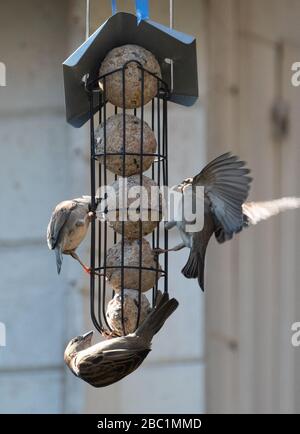 Stuttgart, Deutschland. April 2020. Spatzen bekommen Essen an einem privaten Fütterungsplatz. Kredit: Bernd Weißbrod / dpa / Alamy Live News Stockfoto