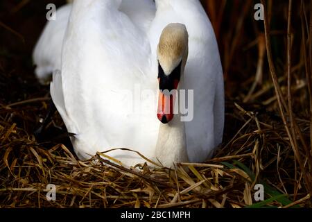 Edinburgh Wildlife Mute Swans Nisting im Inverleith Park Stockfoto