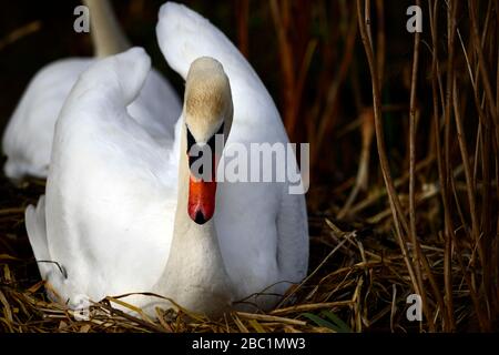 Edinburgh Wildlife Mute Swans Nisting im Inverleith Park Stockfoto