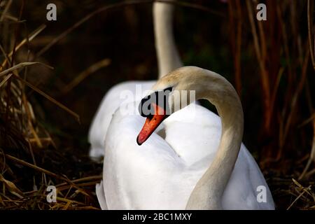 Edinburgh Wildlife Mute Swans Nisting im Inverleith Park Stockfoto
