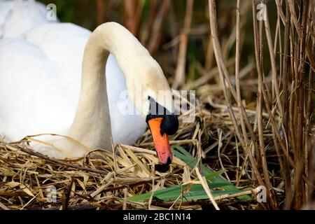 Edinburgh Wildlife Mute Swans Nisting im Inverleith Park Stockfoto