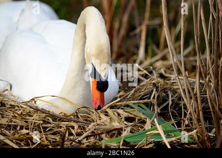 Edinburgh Wildlife Mute Swans Nisting im Inverleith Park Stockfoto