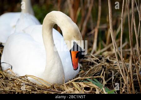 Edinburgh Wildlife Mute Swans Nisting im Inverleith Park Stockfoto