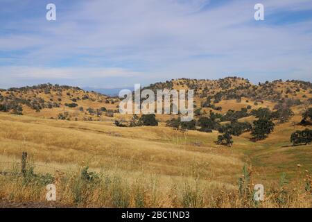 Grasige Wiese in den Ausläufern der Sierra Nevada von Raymond California Stockfoto