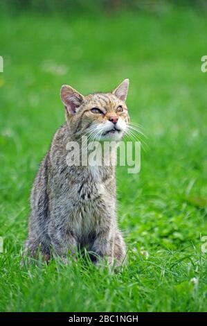 Wild Cat, (Schottischer) Felix Sylvestris Schottland Stockfoto