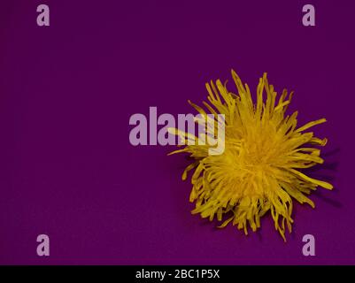 Löwenzahn Wildblume vor violettem Hintergrund. Stockfoto