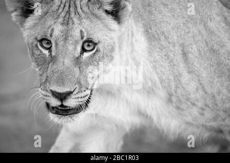 Ein Schwarz-Weiß-Nahaufnahmen einer gehenden weiblichen Löwin, die direkt auf die Kamera blickt, aufgenommen in der Madikwe Game Reserve, Südafrika. Stockfoto