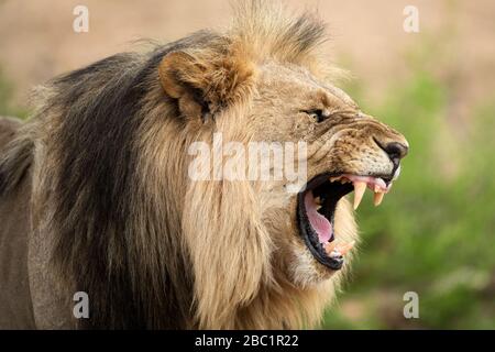 Ein dramatisches Profilporträt eines knurrenden männlichen Löwen mit weit geöffnetem Mund und verzierten Zähnen, aufgenommen in der Madikwe Game Reserve, South Afric Stockfoto