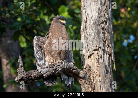 Indien, Madhya Pradesh, Bandhavgarh-Nationalpark. Krebserregender Adler (WILD: Spilornis cheela) im Waldlebensraum. Stockfoto