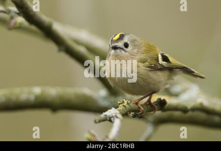 Ein süßer Goldcrest, Regulus, der im Frühling auf einem Zweig eines Baumes thront. Es ist der kleinste Vogel Großbritanniens mit dem Firecrest. Stockfoto
