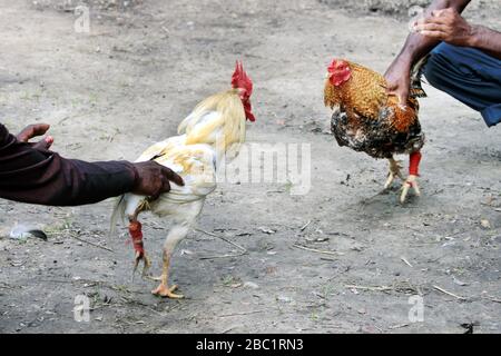 Zwei Rivalen kämpfen gegen böses Schnuppertaufel und schlagen die Flügel. Kakerlaken auf dem Bauernhof werden um die Meisterschaft kämpfen. Stockfoto