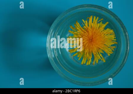 Von oben gesehen schwebt die Delelionsblume in einem mit Wasser gefüllten Glas vor farbenfrohem Hintergrund. Stockfoto
