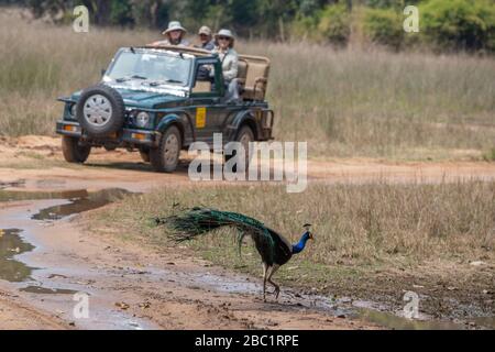 Indien, Madhya Pradesh, Bandhavgarh-Nationalpark. Männliche Ndian Peafowl (WILD: Pavo Cerstatus) mit Safari Jeep in der Ferne. Stockfoto