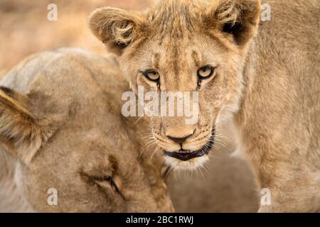 Ein Nahporträt einer jungen Löwin, die direkt auf die Kamera blickt, aufgenommen in der Madikwe Game Reserve, Südafrika. Stockfoto
