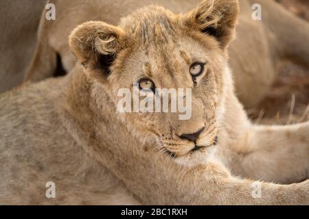 Ein Nahporträt einer jungen Löwin, die direkt auf die Kamera blickt, aufgenommen in der Madikwe Game Reserve, Südafrika. Stockfoto