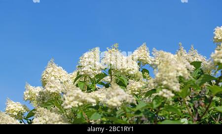 Blühende Hydrangeen, Hydrangea, im Sommer Stockfoto