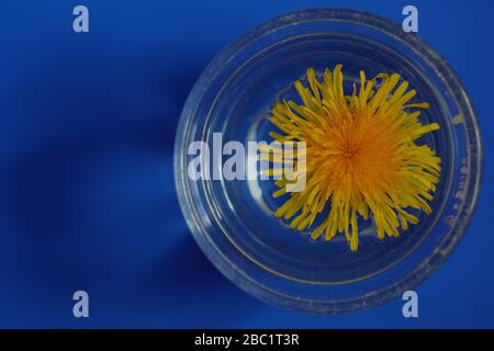 Von oben gesehen schwebt die Delelionsblume in einem mit Wasser gefüllten Glas vor farbenfrohem Hintergrund. Stockfoto
