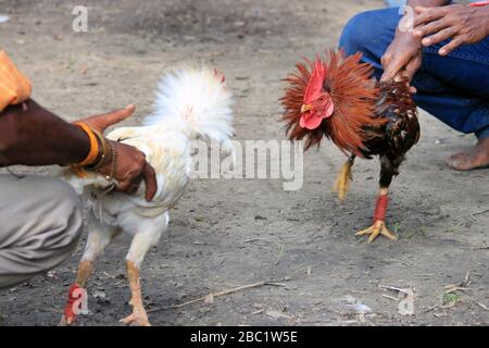 Zwei Rivalen kämpfen gegen böses Schnuppertaufel und schlagen die Flügel. Kakerlaken auf dem Bauernhof werden um die Meisterschaft kämpfen. Stockfoto