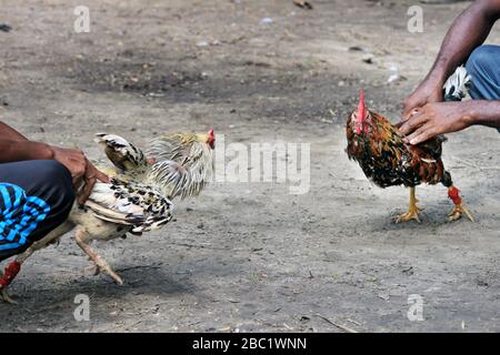 Zwei Rivalen kämpfen gegen böses Schnuppertaufel und schlagen die Flügel. Kakerlaken auf dem Bauernhof werden um die Meisterschaft kämpfen. Stockfoto