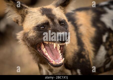 Ein wunderschöner, detailreicher Portrait mit Kopfschuss eines afrikanischen wilden Hundes, dessen Mund offen ist, schnarrt und mit seinen Zähnen, die bei Sonnenuntergang im aufgenommen wurden Stockfoto