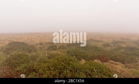 Gräserfeld auf einem Plateau an einem nebligen bewölkten Tag in den Ticknok Bergen, Dublin, Irland. Stockfoto