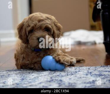 Cavapoo Puppy mit einem Toy auf dem Boden legen Stockfoto