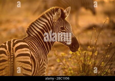 Ein wunderschönes Porträt eines Zebras bei Sonnenaufgang, mit goldenem Licht auf die Kamera gerichtet, aufgenommen in der Madikwe Game Reserve, Südafrika. Stockfoto