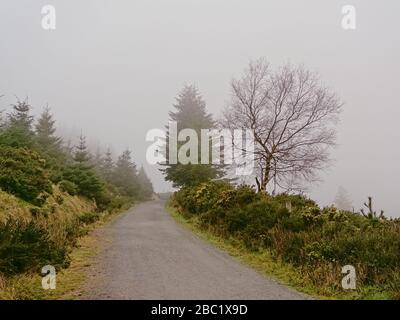 Wanderweg durch einen Nadelwald und Gorse Sträucher in den nebligen Ticknock Bergen, Dublin, Irland Stockfoto