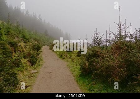 Wanderweg durch einen Nadelwald und Gorse Sträucher in den nebligen Ticknock Bergen, Dublin, Irland Stockfoto
