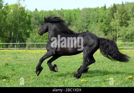 Schwarzes friesisches Pferd läuft galoppieren auf der Sommerwiese in Freiheit Stockfoto