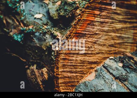 Trank einen alten Baum. Ein Apple. Der Holzverarbeitung. Textur. Stockfoto