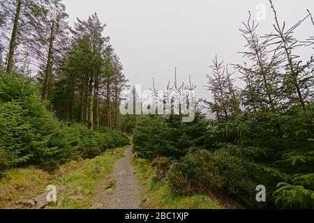 Wanderweg durch einen Nadelwald und Gorse Sträucher in den nebligen Ticknock Bergen, Dublin, Irland Stockfoto