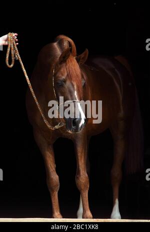 Bay arabian Racehorse Porträt in dunklem stabilem Hintergrund Stockfoto