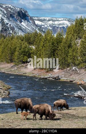 Erwachsenes Bison und Kalb weideten entlang des Madison River, Yellowstone National Park Stockfoto