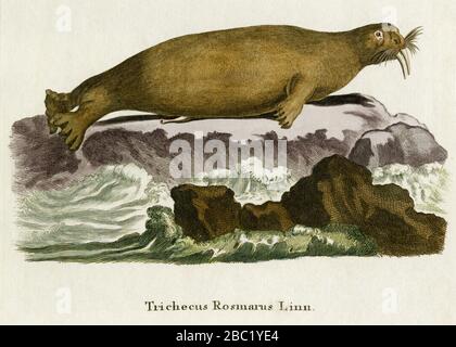 Walrus (Odobenus rosmarus). Kupferstich für renommierte Säugetierarbeiten des deutschen Naturforschers Johann Christian Daniel von Schreber in den 1700er Jahren, der von 1775 bis 1792 erschienene mehrbändige „die Saugthiere in Abbildungen nach der Natur mit Beschreibungen“. Insgesamt sind die Säugetiere, die Schreber in dieser Arbeit vorstellt, als „Schrebers fantastische Bestien“ bekannt geworden. Die Gravur wurde später von Hand eingefärbt. Stockfoto