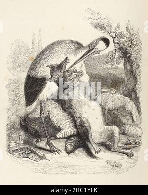 Grandville - Fables de La Fontaine - 03-09 . Le Loup et la Cigogne. Stockfoto