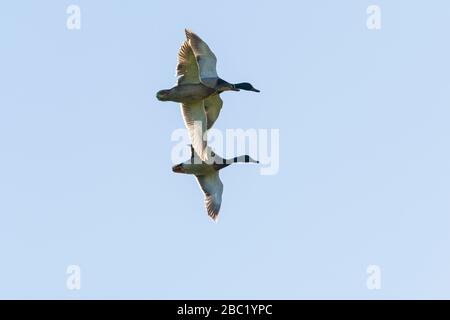 Drei mallardische Enten im Flug (Anas platyrhynchos) Stockfoto