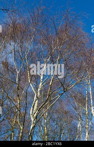 Silberne Birken gegen einen blauen Himmel (Betula pendula) Stockfoto