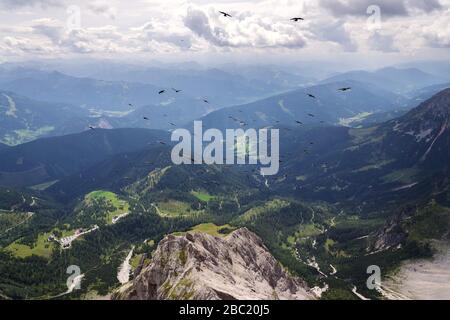 Herde alpiner Hustenvögel, die über den Dachsteingletscher in der Nähe der Hunerkogel-Bergwagenstation, österreichische Alpen, fliegen Stockfoto