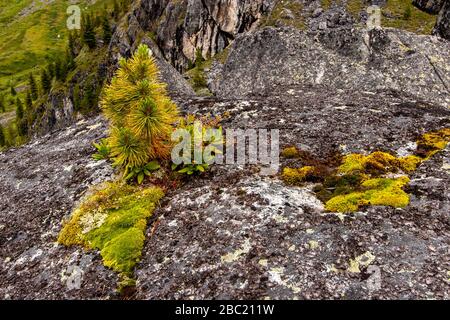 Auf einem großen Felsbrocken wächst ein junger flauschiger Tannenbaum. Neues Leben aus altem Stein. Viel grünes flauschiges Moos. Horizontal. Stockfoto